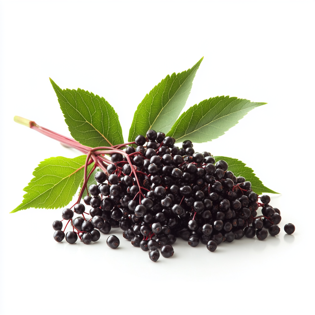 Vlierbessen , Kwaliteit en puurheid gegarandeerd