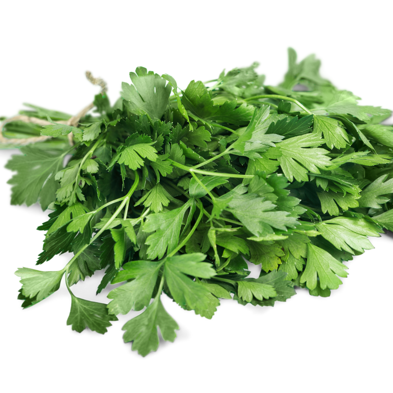 cilantro-koriander-productcategorie