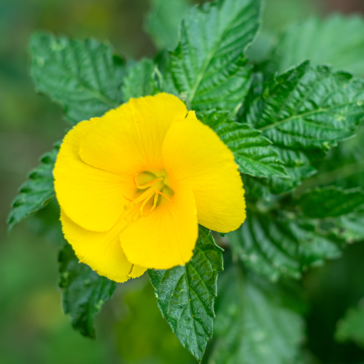 damiana bij Morgen is Nu