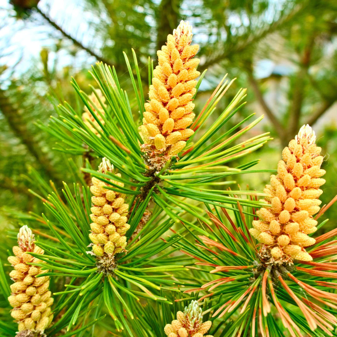 Pine pollen , Een bewuste keuze voor kwaliteit