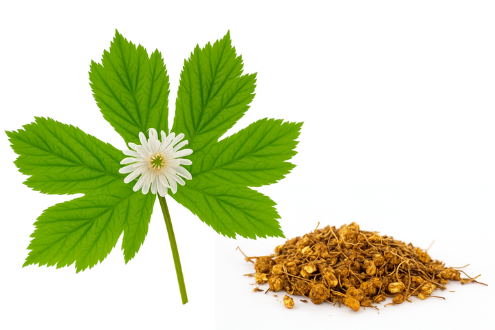 Goldenseal (Canadese Geelwortel) bij morgen is nu