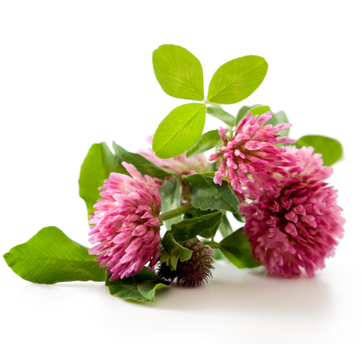 Red Clover (Rode Klaver) - Morgen is Nu
