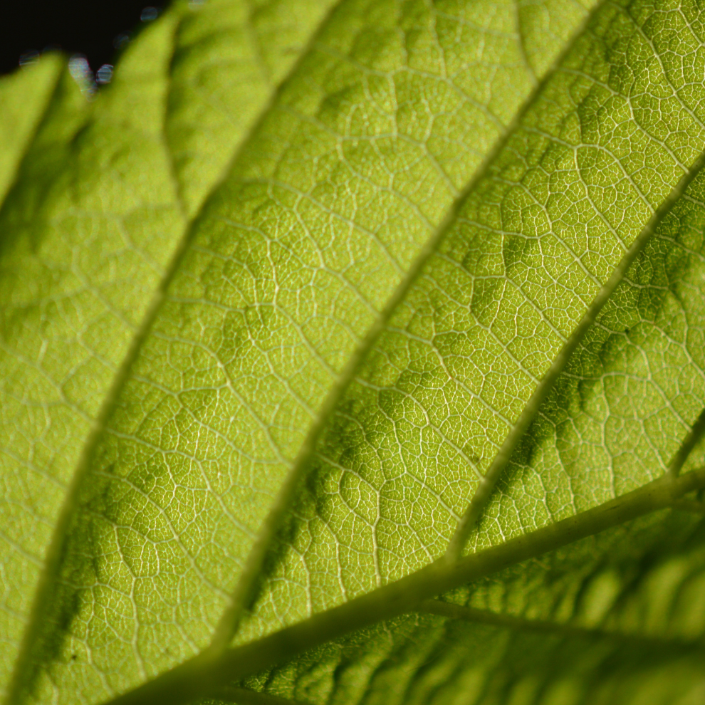 Chlorofyl bij Morgen is Nu