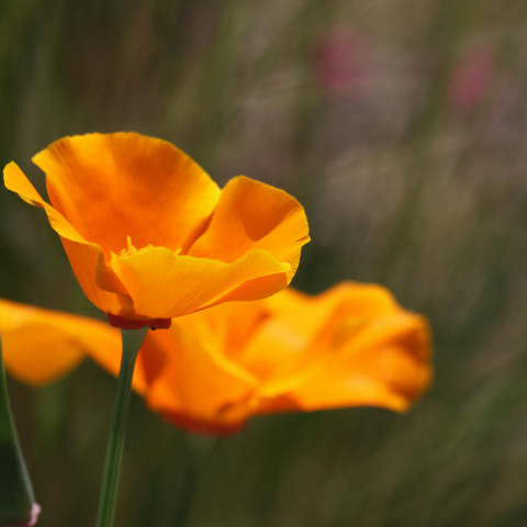 California Poppy - Slaapmutsje kopen bij Morgen is Nu