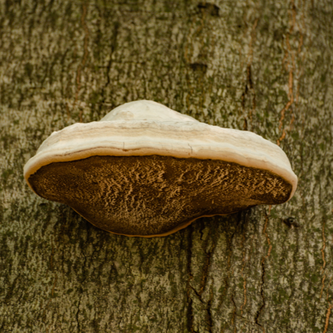 Chaga kopen bij Morgen is Nu