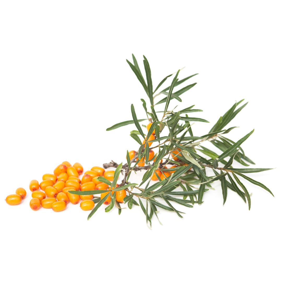 duindoornbes kopen bij morgen is nu