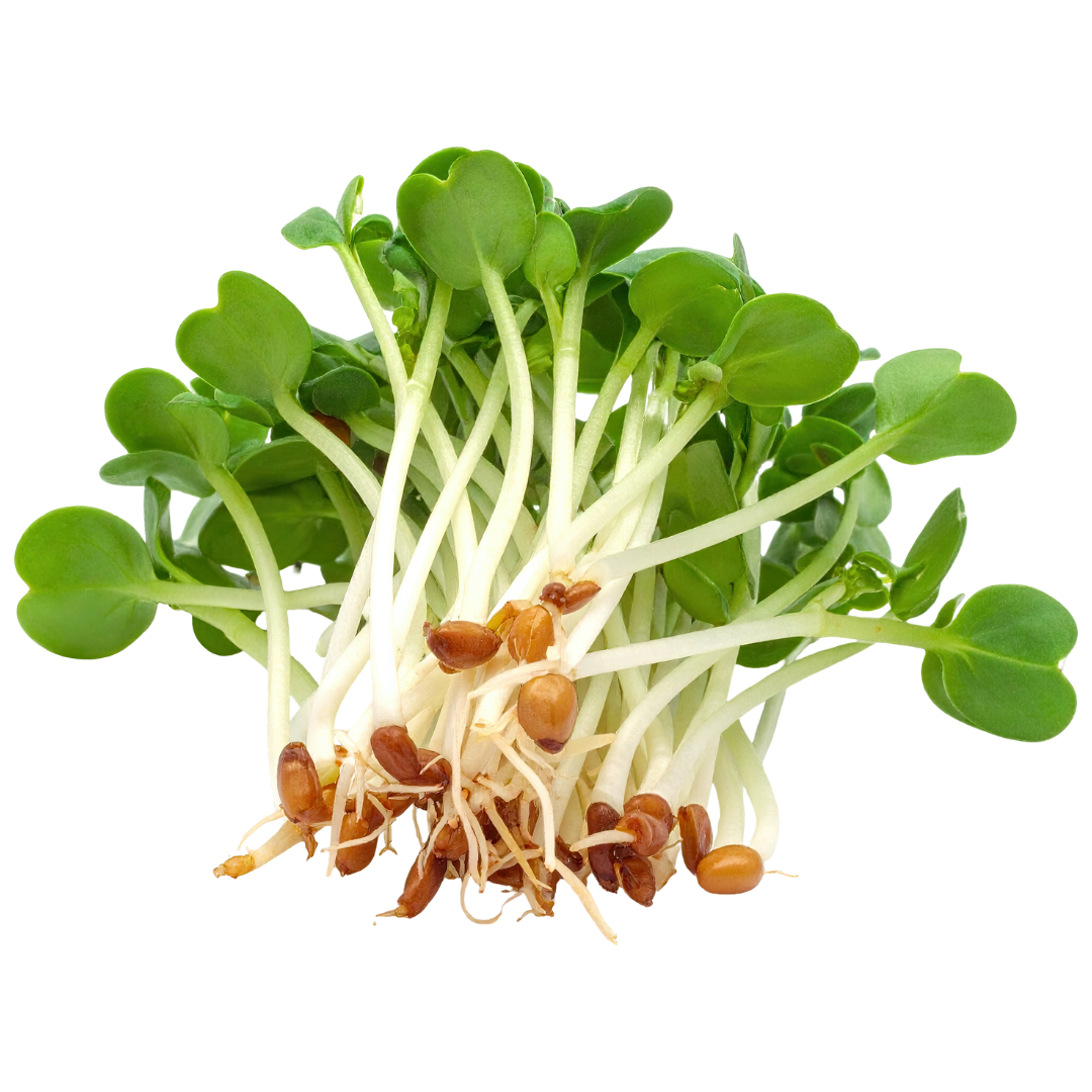 broccoli sprouts kopen bij morgen is nu
