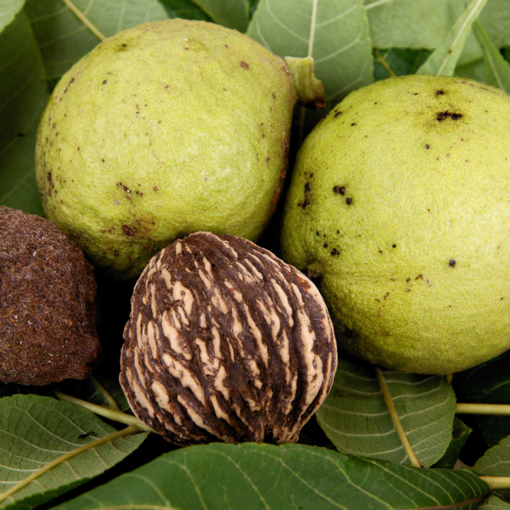 black walnut - zwarte walnoot bij Morgen is Nu
