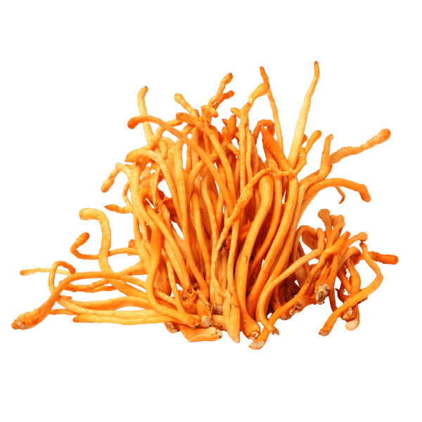 Cordyceps kopen bij Morgen is Nu