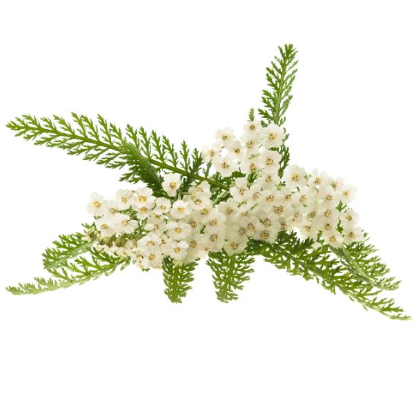 Duizenblad kopen bij Morgen is nu