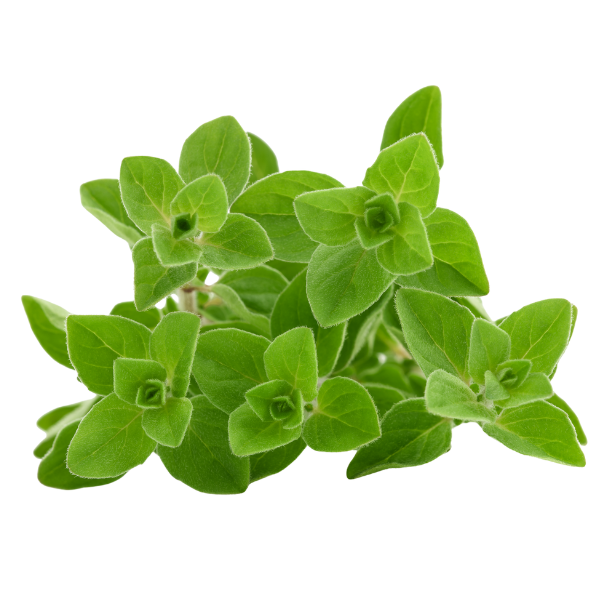 Oregano - Morgen is Nu