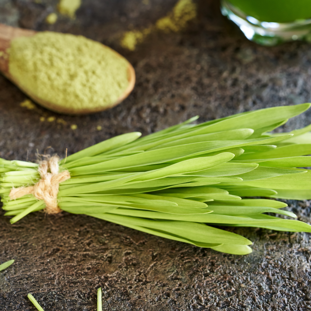 gerstegrassap poeder kopen bij morgen is nu