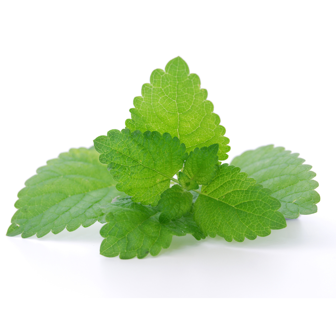 citroenmelisse kopen bij morgen is nu