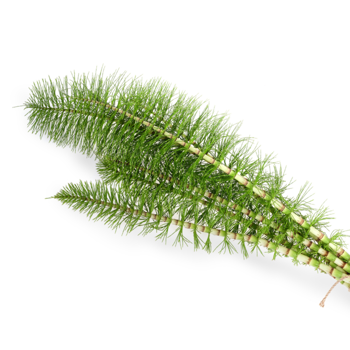 Horsetail - Heermoes - Morgen is Nu