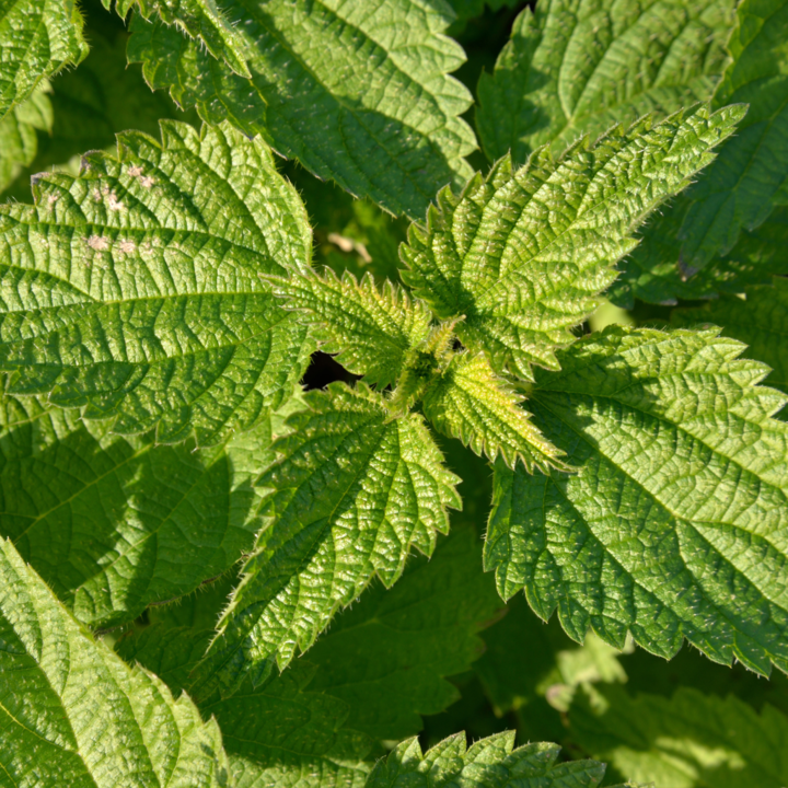 brandnetel - nettle kopen bij morgen is nu