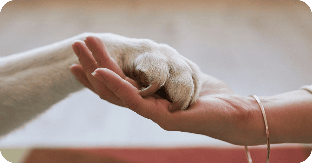 Supplementen voor huisdieren: natuurlijk, zuiver & veilig | Morgen is Nu