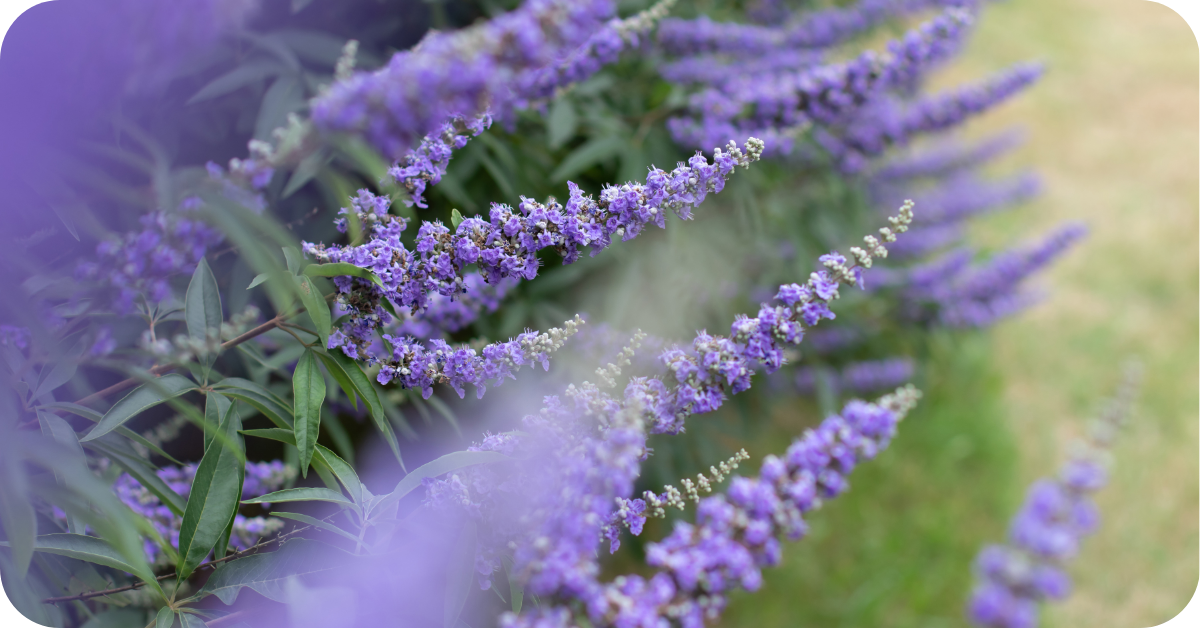 Blog Monnikspeper - Morgen is Nu