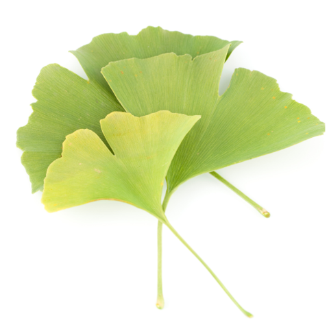 Ginkgo Biloba bij Morgen is Nu