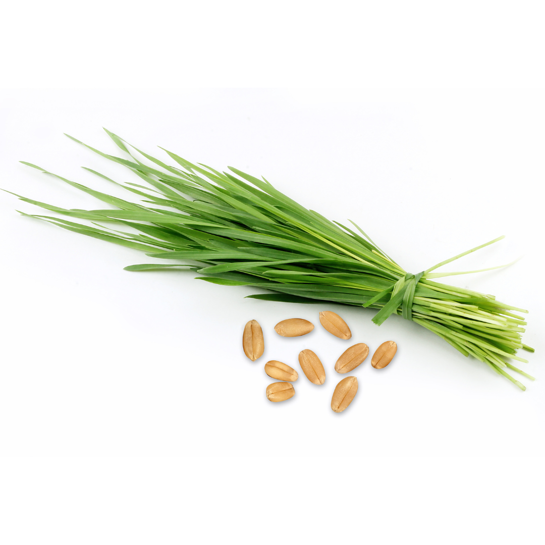 tarwegrassap kopen bij morgen is nu