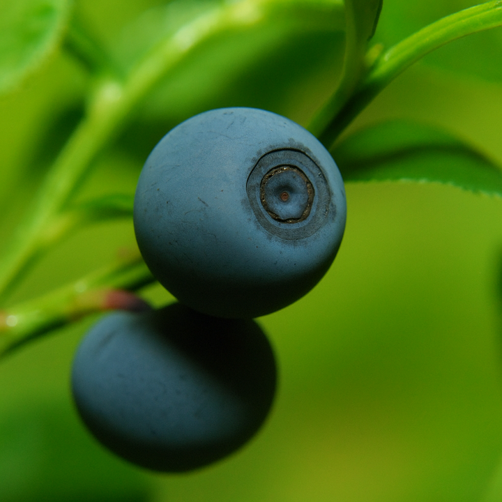 bilberry - wilde bosbes kopen bij morgen is nu