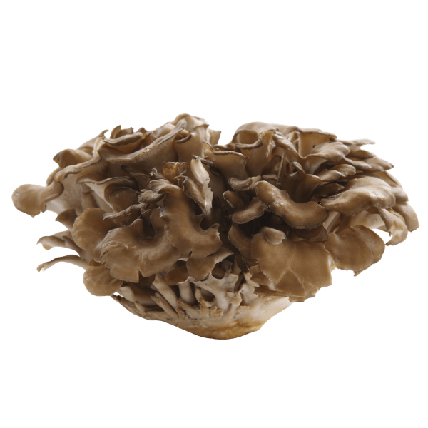 Maitake supplement bij Morgen is Nu