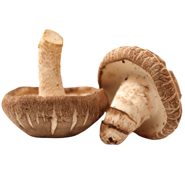 Shiitake kopen bij Morgen is Nu