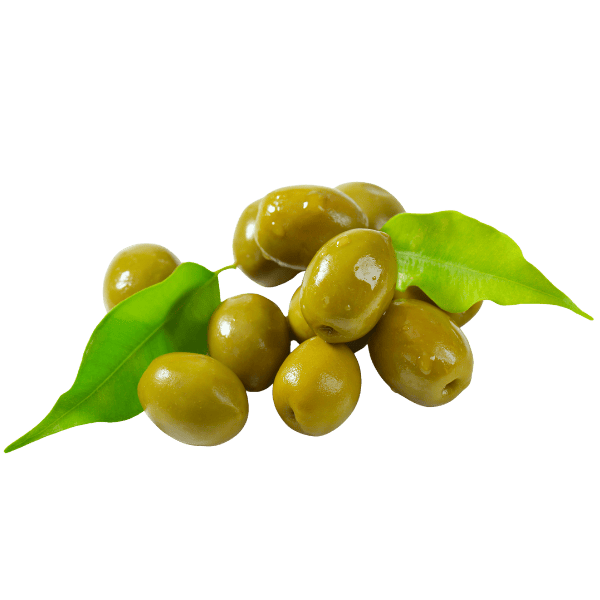 Olijf - Olijfboomblad - Morgen is Nu