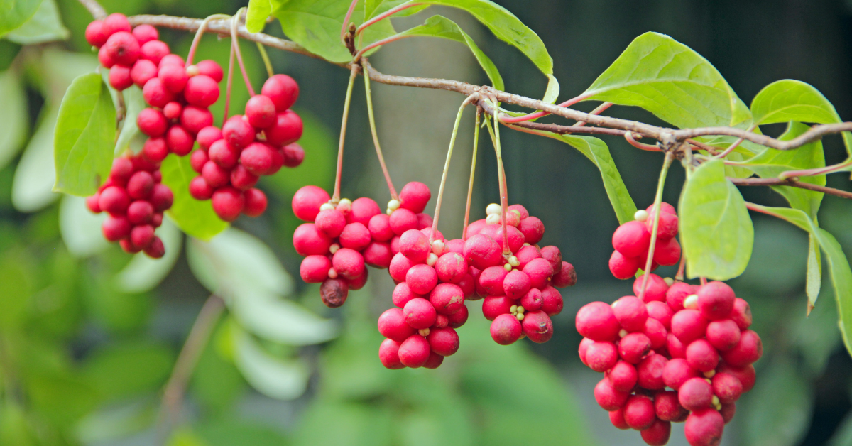 Schisandra bessen