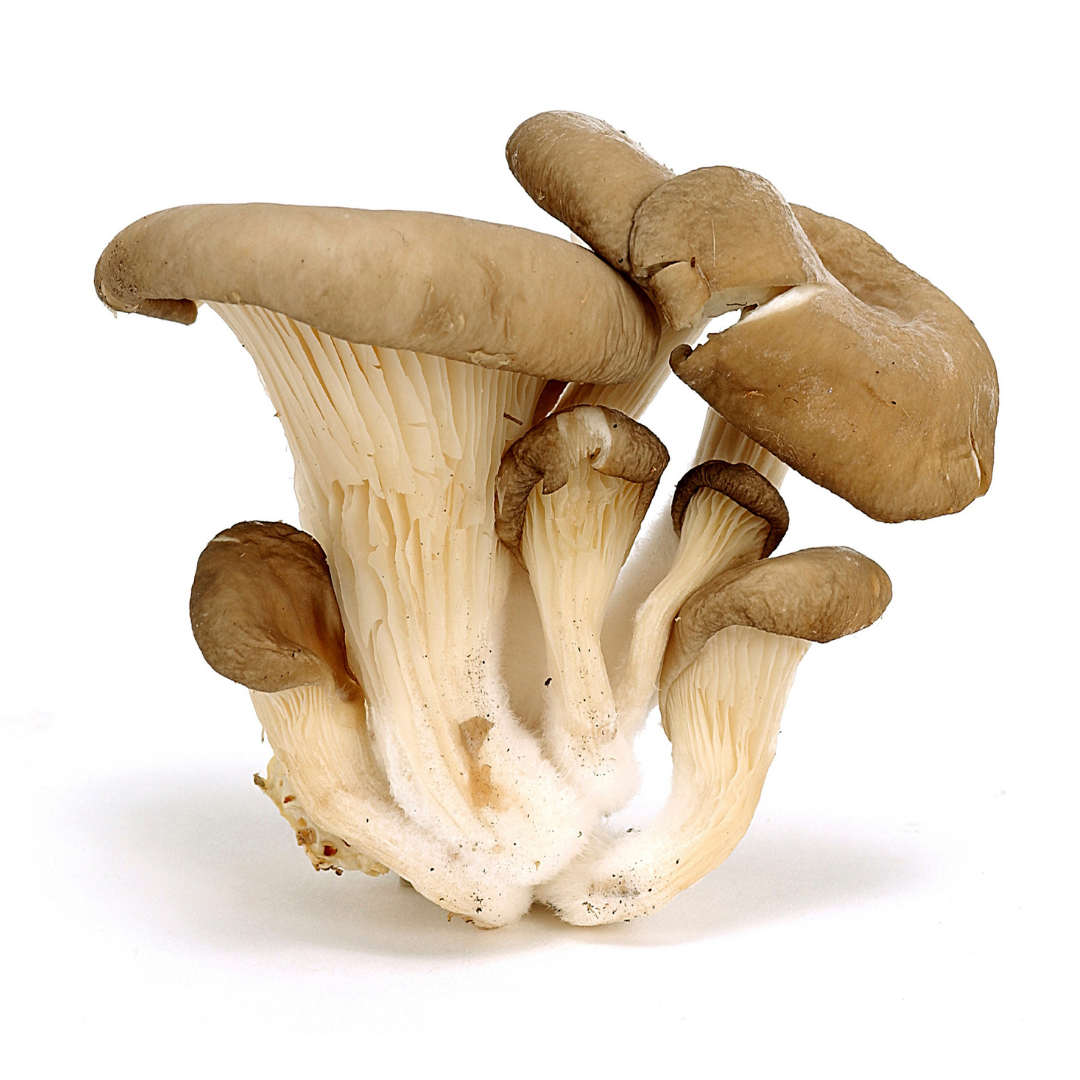 paddenstoelen kopen bij morgen is nu