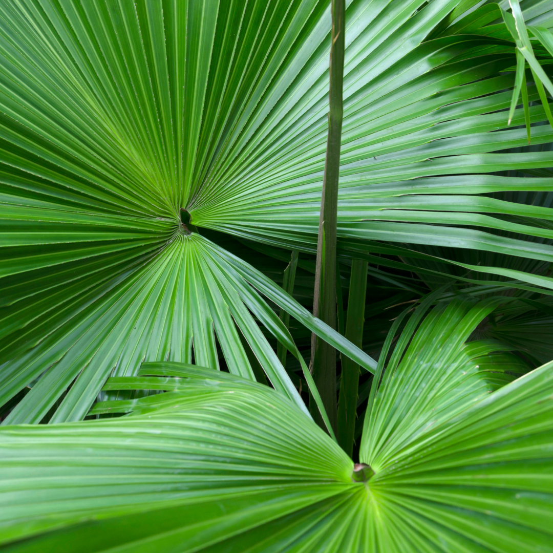 saw palmetto kopen bij morgen is nu
