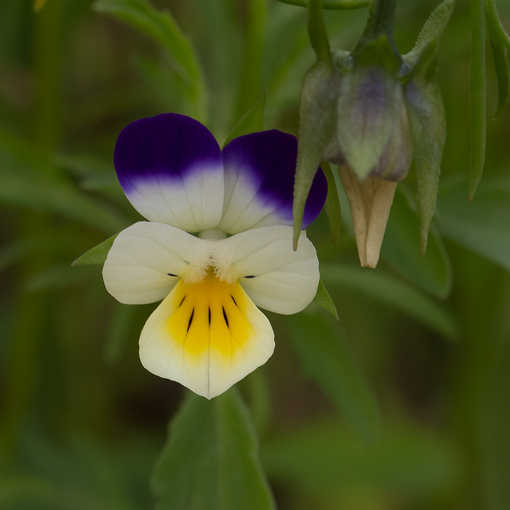 ogentroost - eyebright herb kopen bij Morgen is Nu