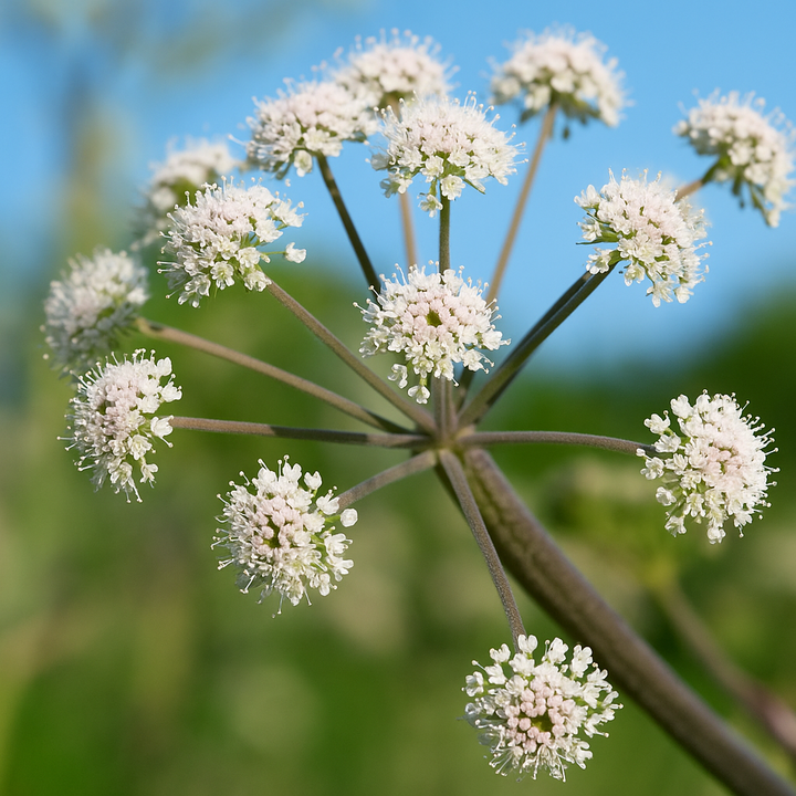 Valeriaan kopen bij Morgen is Nu