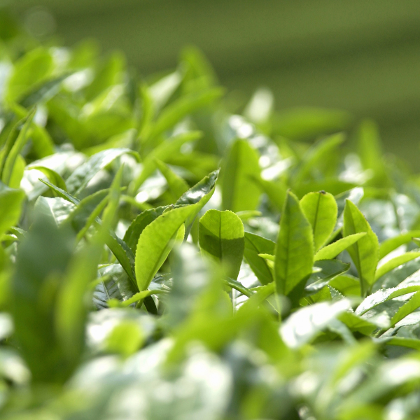 L-theanine kopen bij Morgen is Nu