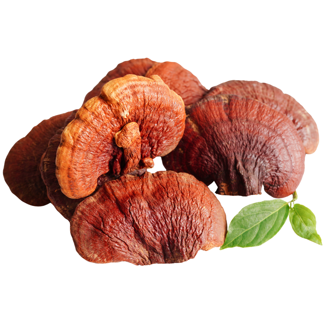 reishi poeder kopen bij morgen is nu